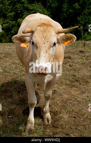 Jersey vache laitière avec une corne cassée et beaucoup de mouches sur la tête Banque D'Images