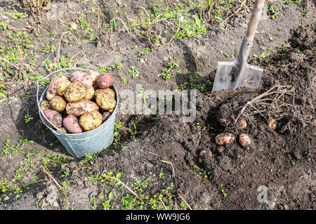 Des pommes de terre biologiques fraîchement récolté en godet en métal le potager. Récolte de pommes de terre sur le terrain Banque D'Images