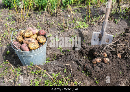 Des pommes de terre biologiques fraîchement récolté en godet en métal le potager. Récolte de pommes de terre sur le terrain Banque D'Images