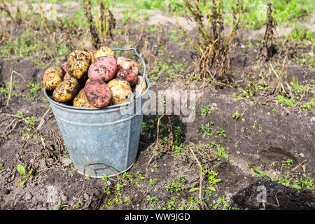 Des pommes de terre biologiques fraîchement récolté en godet en métal le potager. Récolte de pommes de terre sur le terrain Banque D'Images