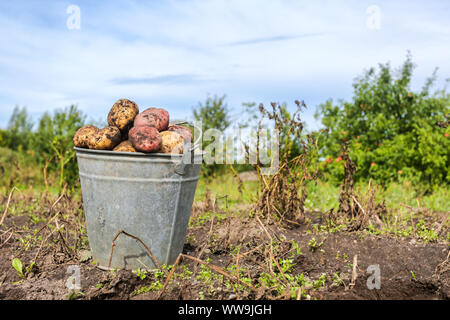 Des pommes de terre biologiques fraîchement récolté en godet en métal le potager. Récolte de pommes de terre sur le terrain Banque D'Images