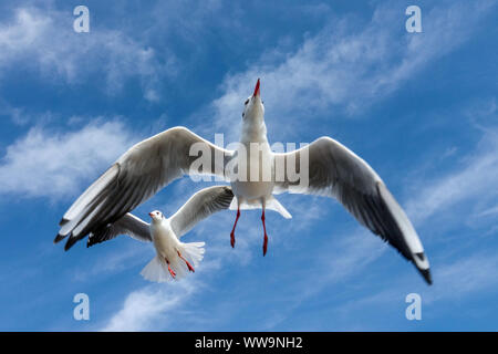 Deux vol de mouettes sur ciel bleu, détail mouette noir Banque D'Images