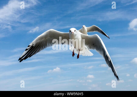 Deux vol de mouettes sur ciel bleu, détail mouette noir Banque D'Images