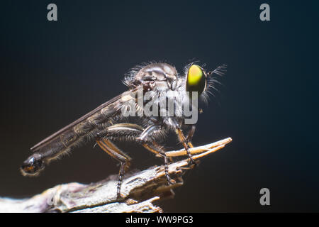 L'Asilidae sont le voleur voler la famille, également appelé assassin des mouches. Ils sont puissamment construit, hérissée de mouches avec une courte, stout proboscis enveloppant t Banque D'Images