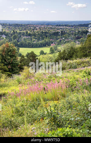 Gatton park et Reigate Hill reigate surrey Banque D'Images