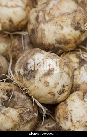 Fritillaria 'Aurora' ampoules. Banque D'Images