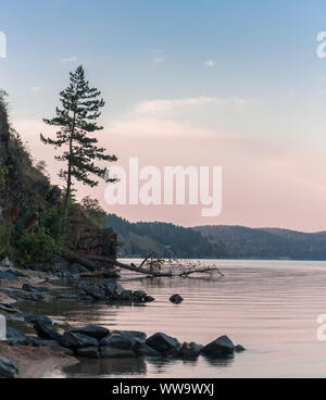 Lonely tree sur la côte de Turgoyak lake au lever du soleil Banque D'Images