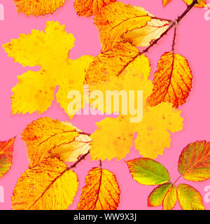Un modèle d'automne feuilles d'automne jaune et orange sur un fond rose, une impression de répétition d'automne Banque D'Images