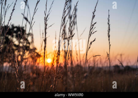 Tiges de graminées au lever du soleil dans la campagne de l'Oxfordshire. Oxfordshire, Angleterre Banque D'Images