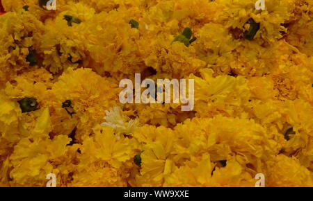 Bande de belle couleur orange marigold fleurs à vendre dans un super marché et capturé des images zoom pour des rêves Banque D'Images