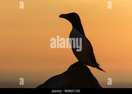 Razorbill au soir Banque D'Images