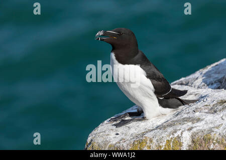 Petit Pingouin, Alca torda, des profils sur une falaise rocheuse peut, Grand Saltee, Co Wexford, Irlande Banque D'Images