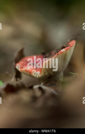 La culture des champignons non identifié dans la forêt Banque D'Images