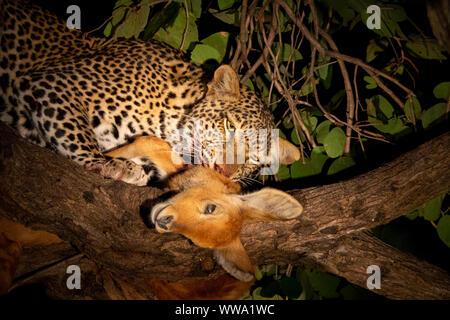 Leopard pucu manger sur l'arbre dans la nuit Banque D'Images