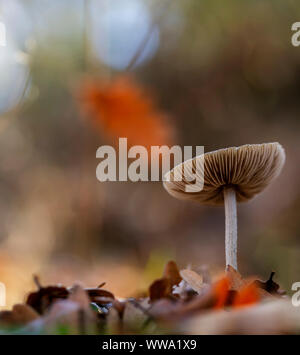 La culture des champignons non identifié dans la forêt Banque D'Images