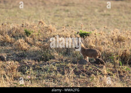 Bébé chacal à dos noir dans la savane, le Parc National de Masai Mara, Kenya. Banque D'Images