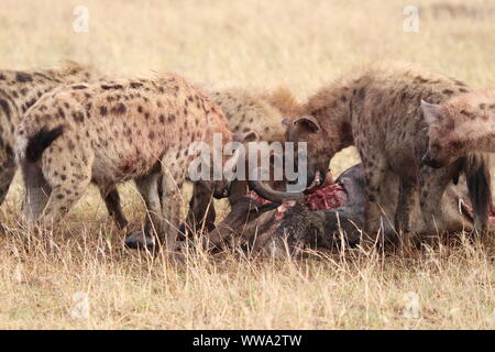 Groupe de hyènes se nourrissant d'une carcasse de gnou, Parc National de Masai Mara, Kenya. Banque D'Images