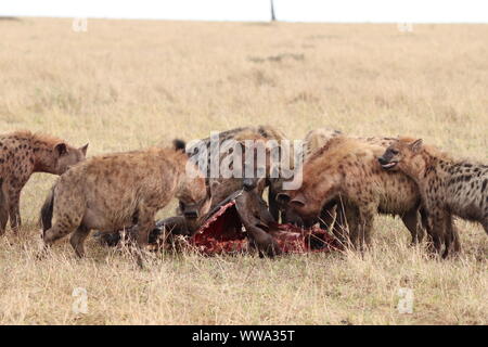 Groupe de hyènes se nourrissant d'une carcasse de gnou, Parc National de Masai Mara, Kenya. Banque D'Images