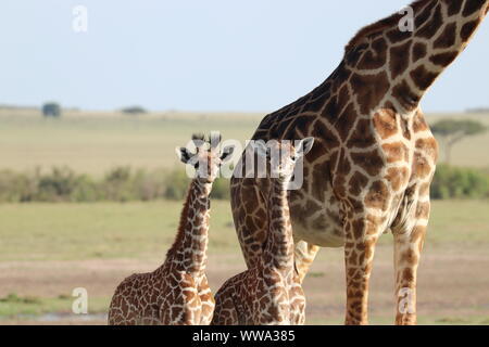 Maman girafe et son jumeau veaux, Parc National de Masai Mara, Kenya. Banque D'Images