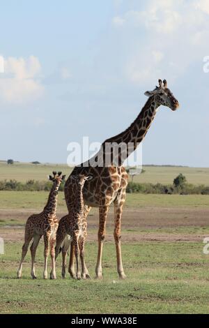 Maman girafe et son jumeau veaux, Parc National de Masai Mara, Kenya. Banque D'Images