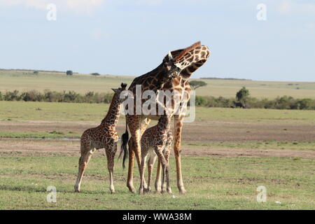 Maman girafe et son jumeau veaux, Parc National de Masai Mara, Kenya. Banque D'Images