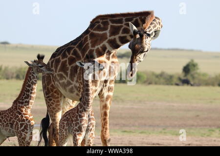 Maman girafe et son jumeau veaux, Parc National de Masai Mara, Kenya. Banque D'Images