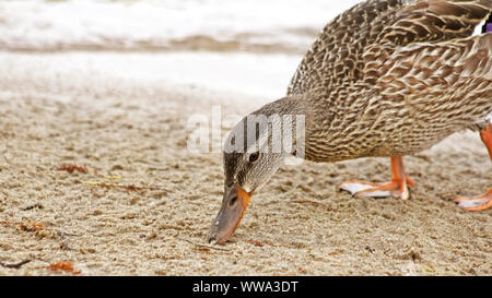 Canard colvert femelle à la recherche de nourriture le long de la plage de sable au lac Banque D'Images