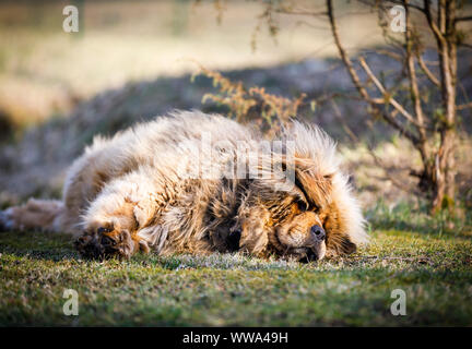 Big hairy dog on se situent sur une herbe au printemps Banque D'Images