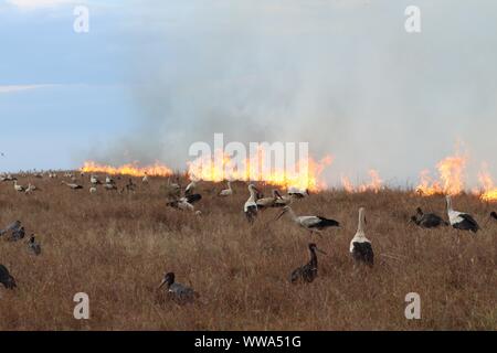 Manger des insectes oiseaux fuyant le feu de brousse, Parc National de Masai Mara, Kenya. Banque D'Images