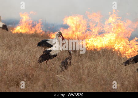 Manger des insectes oiseaux fuyant le feu de brousse, Parc National de Masai Mara, Kenya. Banque D'Images