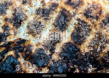 Peau de poisson grillé sur charbon de bois chaud jusqu'à ce que Black et scorched Banque D'Images