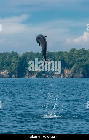 Grand dauphin commun, Tursiops truncatus, dolphin jumping high au Costa Rica Banque D'Images