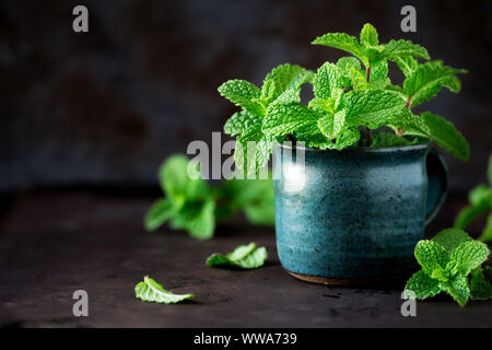 Feuilles de menthe fraîche dans une tasse en céramique rustique sur un fond sombre Banque D'Images