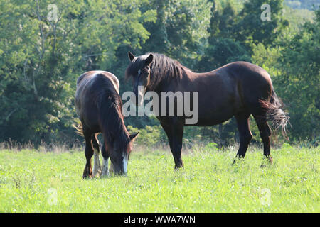 La baie deux chevaux de pâturage dans un champ sur une ferme en été Banque D'Images