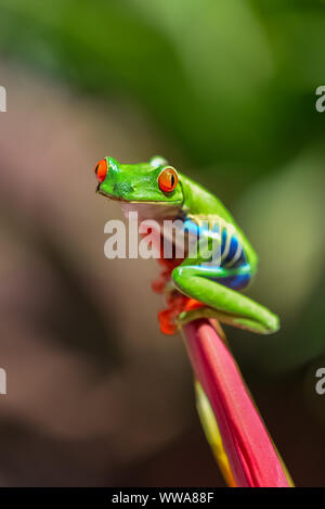 Une grenouille arboricole aux yeux rouges, agalychnis callidryas, funny frog au Costa Rica, l'escalade sur une perruche flower Banque D'Images