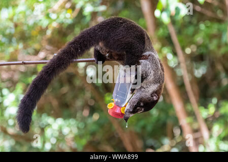 Un coati escalade pour voler et manger le nectar des colibris, au Costa Rica Banque D'Images