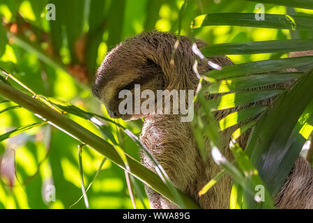 Brown-throated Bradypus variegatus, paresseux, paresseux dormir sur un arbre au Costa Rica Banque D'Images