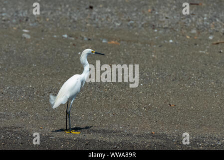 Aigrette oiseau majestueux, debout sur la rive Banque D'Images