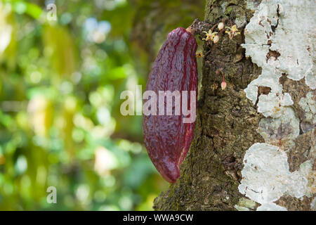 Close up de cabosse des fruits sur un arbre avec l'arrière-plan flou vert feuille, République Dominicaine Banque D'Images