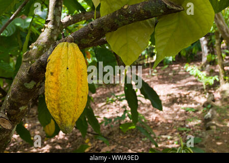 Close up de cabosse des fruits sur un arbre avec l'arrière-plan flou vert feuille, République Dominicaine Banque D'Images