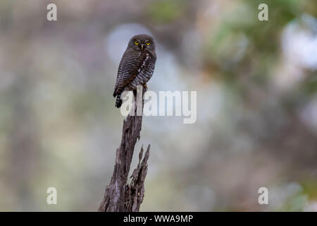 Brown Chouette épervière (Ninox scutulata) est perché sur un chicot en Inde Banque D'Images