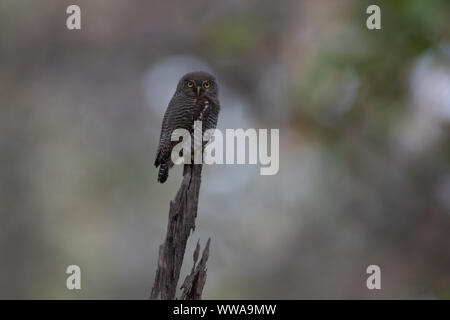 Brown Chouette épervière (Ninox scutulata) est perché sur un chicot en Inde Banque D'Images