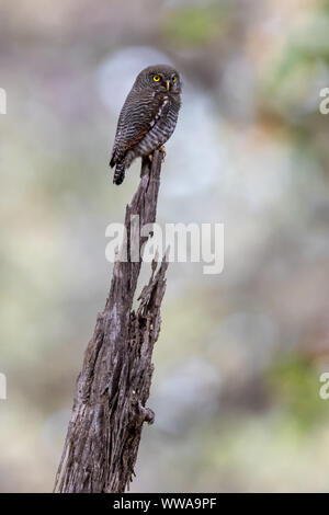 Brown Chouette épervière (Ninox scutulata) est perché sur un chicot en Inde Banque D'Images