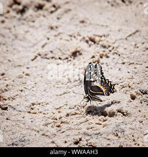 The Woodlands TX USA - 03-26-2019 - papillon sur un banc de sable Banque D'Images