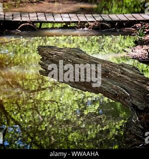 The Woodlands TX USA - 03-26-2019 - tronc d'arbre mort au-dessus de l'eau Banque D'Images