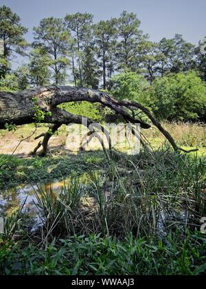 The Woodlands TX USA - 03-26-2019 - arbre mort tombé dans Swamp Banque D'Images