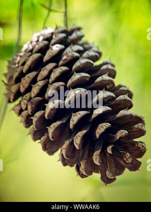 The Woodlands TX USA - 03-26-2019 - pomme de pin avec un fond vert Banque D'Images