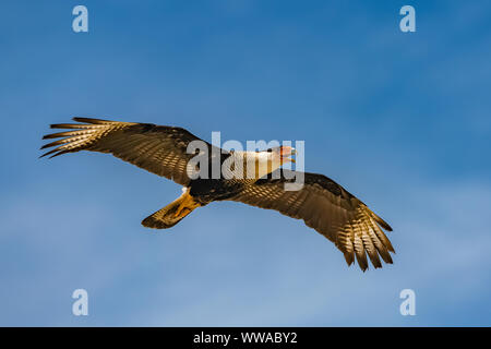 Le nord de Caracara huppé, Caracara cheriway, oiseau de proie volant dans le ciel bleu Banque D'Images