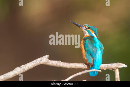 Une nature magnifique scène avec Kingfisher (Alcedo atthis commun). Banque D'Images