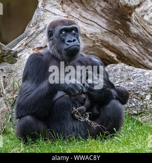 Gorille, monkey, femme assise dans l'herbe, portrait d'un grand singe avec bébé Banque D'Images